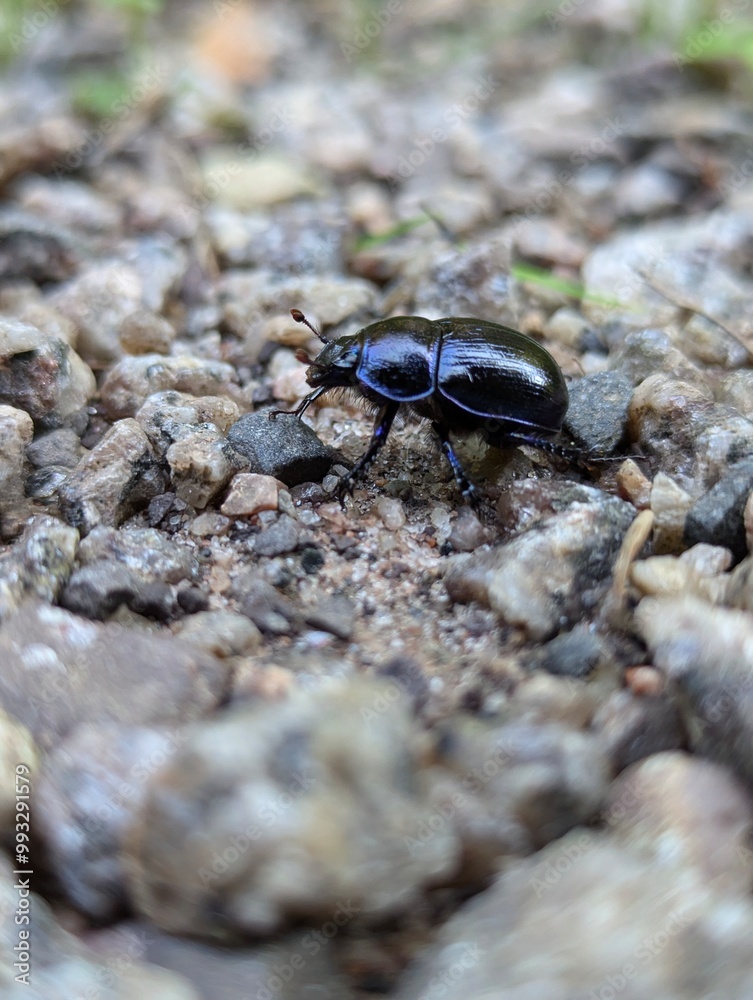 the bug on the ground the bug on the ground