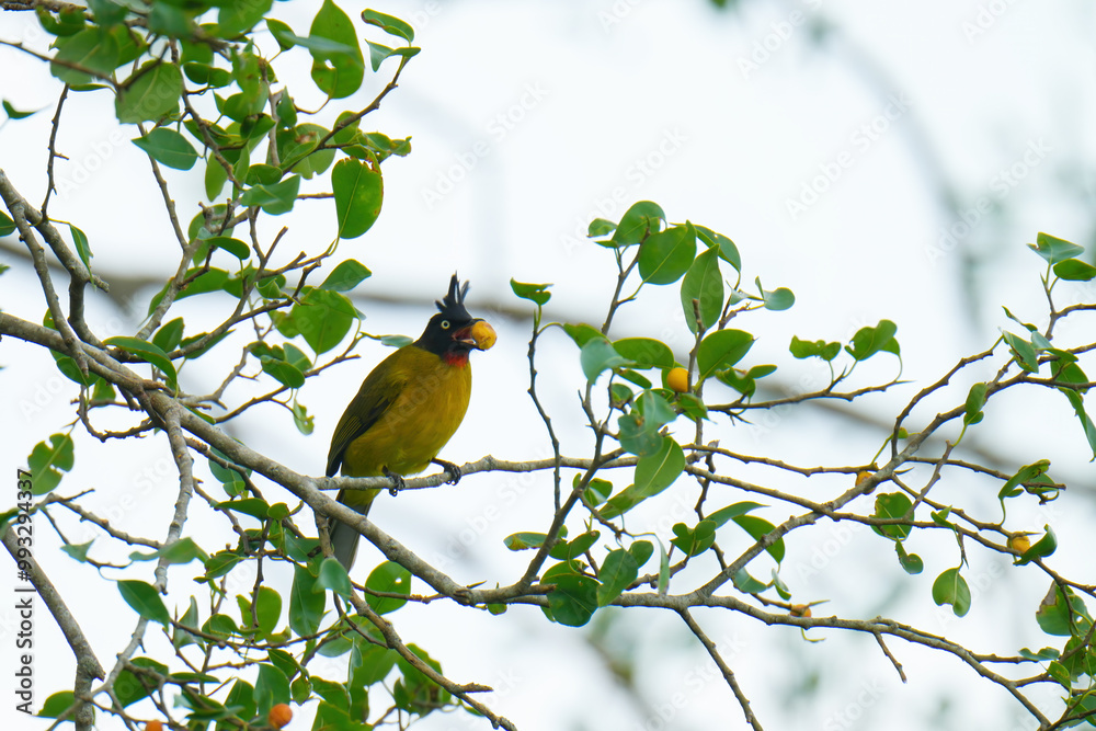 Black-crested Bulbul birdwatching inn the forest. Black-crested Bulbul birdwatching inn the forest.