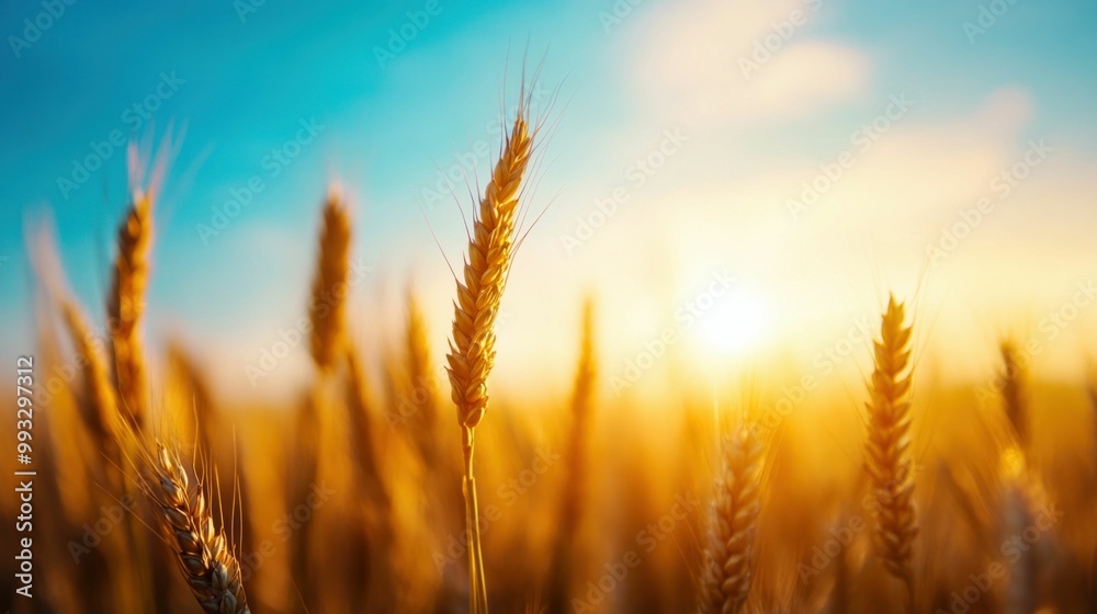 Close-up of golden wheat field with sun flare and blue sky Close-up of golden wheat field with sun flare and blue sky