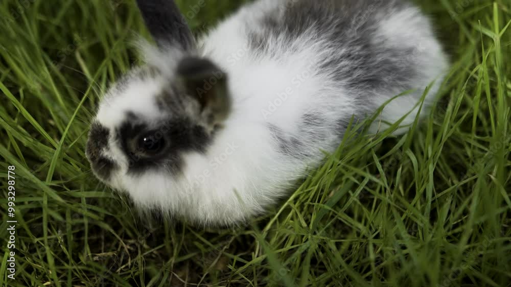 Beautiful fluffy white rabbit with gray spots eats green grass sitting on a field in spring.