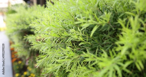 Leaves of green marijuana growing for making psychoactive drugs in laboratory garden. Bush of psychoactive green plant for producing medicine photo