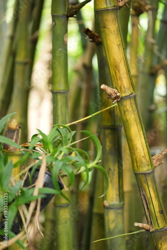 Many bamboo trees for background image