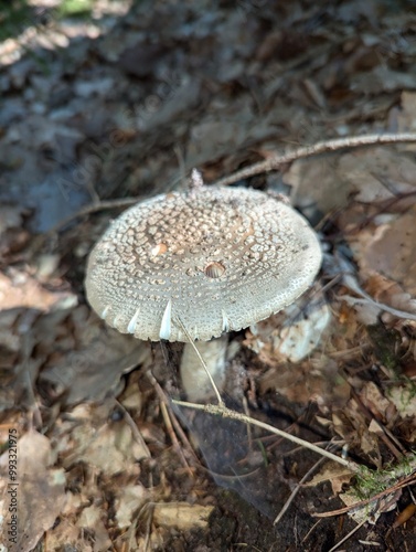 mushrooms in the forest