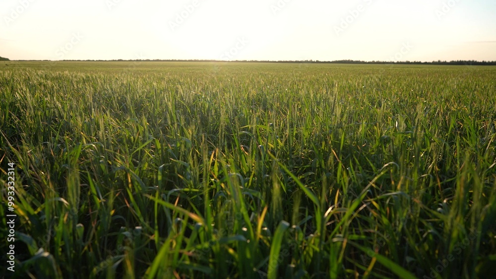 Agriculture. farmer harvests greens from wheat in agriculture. farm Young crop barley. concept. A field of greens and sprouts of. wheat. A field of sprouts of greens in agriculture after harvest. Agriculture. farmer harvests greens from wheat in agriculture. farm Young crop barley. concept. A field of greens and sprouts of. wheat. A field of sprouts of greens in agriculture after harvest.