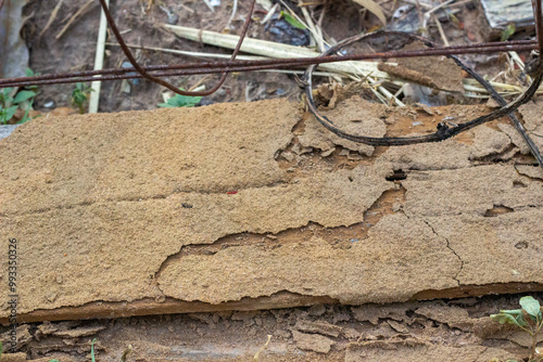 Termites are highly social insects. that are taxonomically placed in the base order Isoptera or the Terimitoidae family, which is under the cockroach order Blattodea. Termites were previously ordered  photo