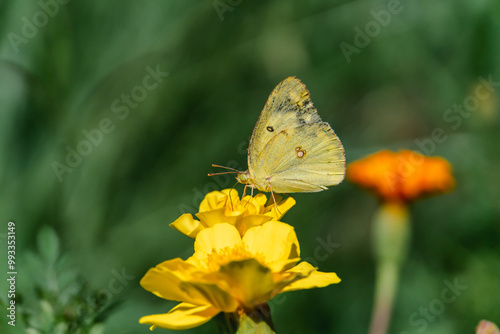 A Colias butterfly resting on a marigold in a flowerbed in the park