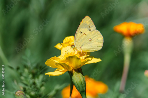 A Colias butterfly resting on a marigold in a flowerbed in the park
