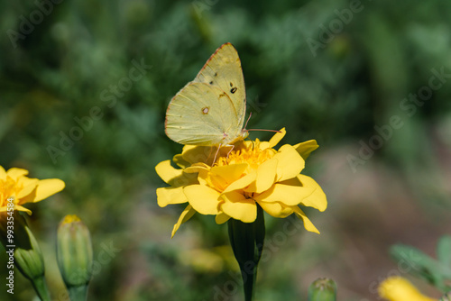 A Colias butterfly resting on a marigold in a flowerbed in the park