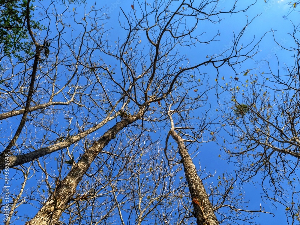 Portrait of a teak tree (Tectona grandis) whose leaves have fallen due to the long dry season in the tropics. Photographed from below, during the day. With a bright blue sky background. Portrait of a teak tree (Tectona grandis) whose leaves have fallen due to the long dry season in the tropics. Photographed from below, during the day. With a bright blue sky background.