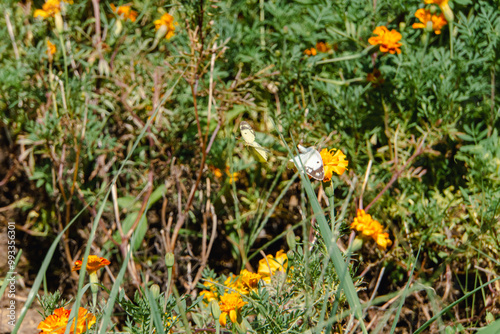 A Colias butterfly resting on a marigold in a flowerbed in the park
