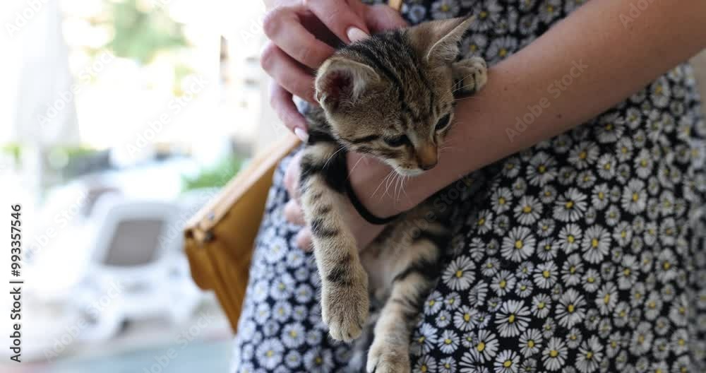 Female person in summer dress holds unhealthy cat in hands stroking on blurred background. Hand animal. Concept of cute pet and petting slow motion Female person in summer dress holds unhealthy cat in hands stroking on blurred background. Hand animal. Concept of cute pet and petting slow motion