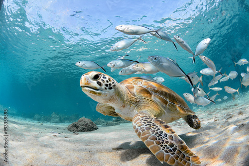 Beautiful Sea Turtle with School of Fish photo