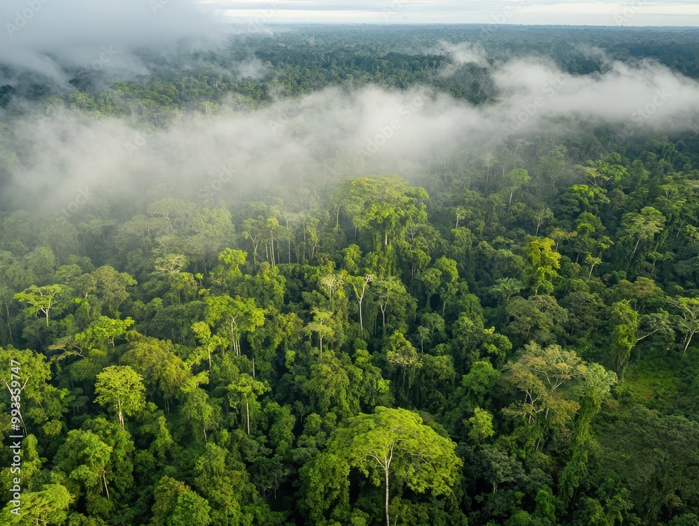 Lush green rainforest under a misty sky, showcasing a dense canopy of ...