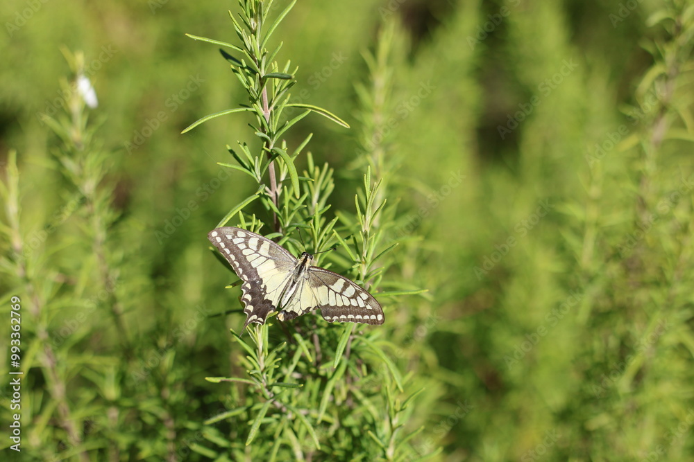 swallowtail butterfly perched on rosemary swallowtail butterfly perched on rosemary