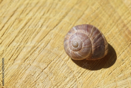 an empty snail on wood slice