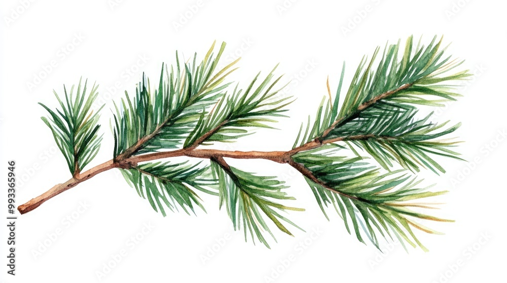 Watercolor illustration of a pine branch showcasing green needles and foliage Hand drawn design perfect for holiday decorations and celebrations Watercolor illustration of a pine branch showcasing green needles and foliage Hand drawn design perfect for holiday decorations and celebrations