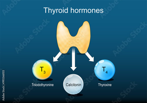 Thyroid hormones. Thyroxine or T4, Triiodothyronine or T3, and Calcitonin.