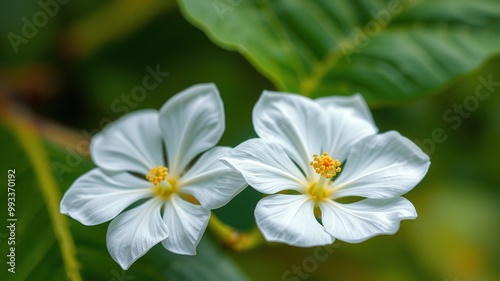 A delicate white flower with a sweet fragrance and a golden center blooms against a bright green leaf, symbolizing purity and elegance in the southern landscape.