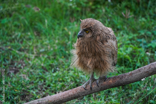 Buffy Fish Owl (Ketupa ketupu) at dawn wandering the meadow photo