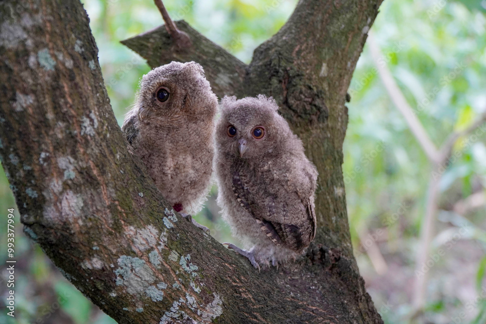 celepuk or Javan Scops Owl (Otus angelinae) chicks perched on a tree branch in the morning celepuk or Javan Scops Owl (Otus angelinae) chicks perched on a tree branch in the morning