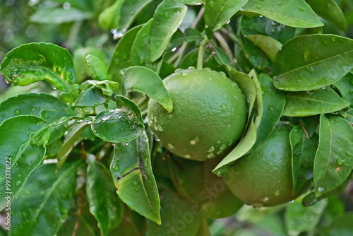 Bergamotto, Citurs bergamia photo