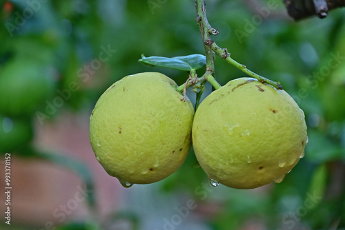 Bergamotto, Citurs bergamia photo