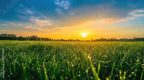 A peaceful meadow at sunrise with dew-covered grass, with room for copy in the glowing sky