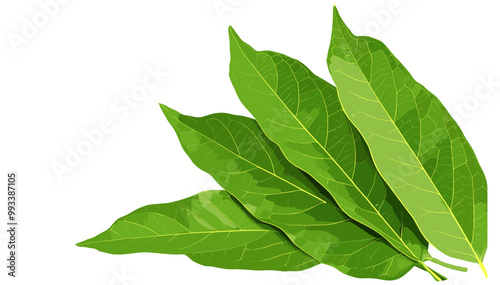 Bay leaves isolated on white vector illustration, fresh laurel leaves, green bay leaves for cooking, culinary herbs illustration, botanical art of bay leaves, natural leaves design