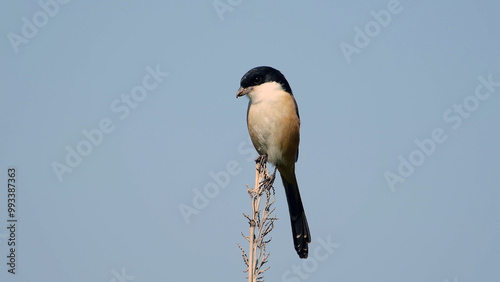 Chestnut Bulbul (Hemixos castanonotus) Beautiful oriental bird photo