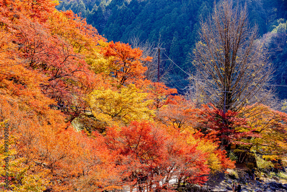 愛知県 香嵐渓の紅葉
愛知県 香嵐渓の紅葉