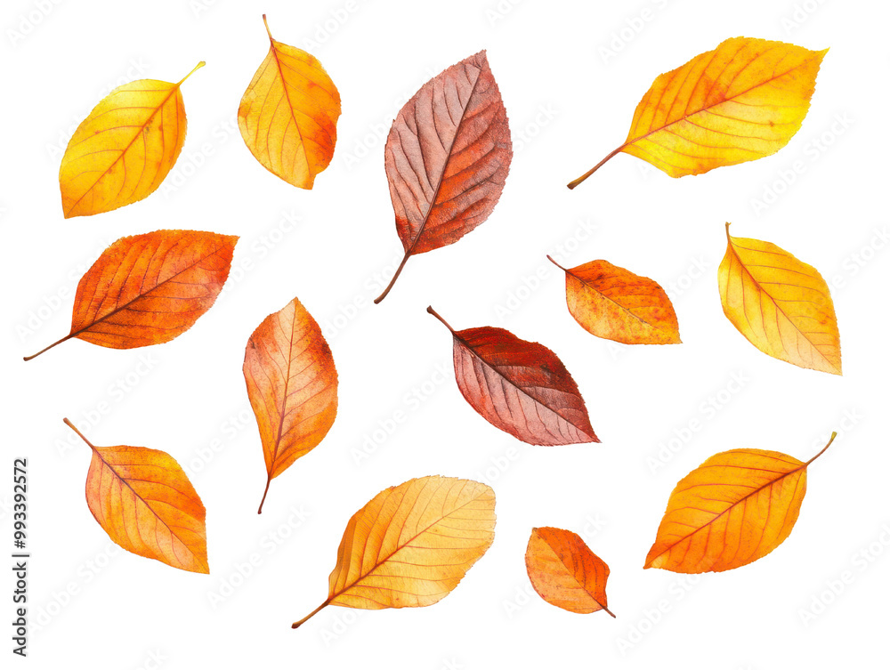 A collection of autumn leaves in vibrant shades of orange and yellow, isolated on a white background. Perfect for seasonal decor and nature-themed designs. A collection of autumn leaves in vibrant shades of orange and yellow, isolated on a white background. Perfect for seasonal decor and nature-themed designs.