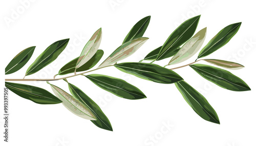 Olive branch isolated on white with fresh green leaves, clipping vector illustration, botanical clipart of olive leaves, green foliage design, nature illustration