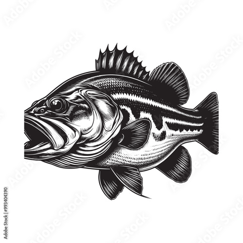 Large Mouth Bass fish vector illustration