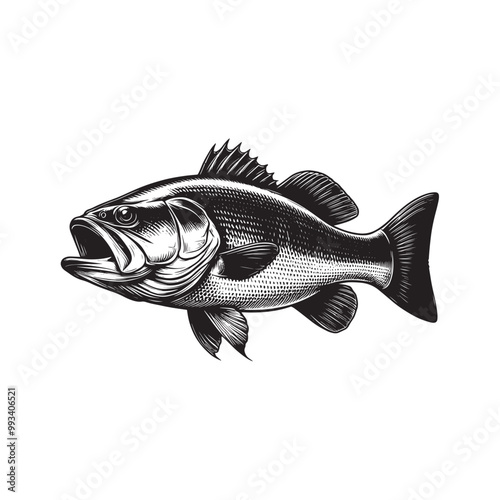 Large Mouth Bass fish vector illustration