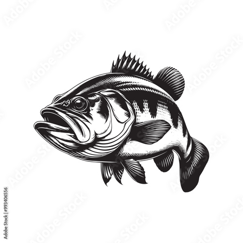 Large Mouth Bass fish vector illustration