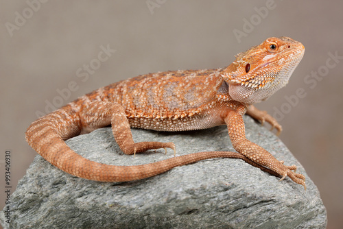 A Central Bearded Dragon on a rock
