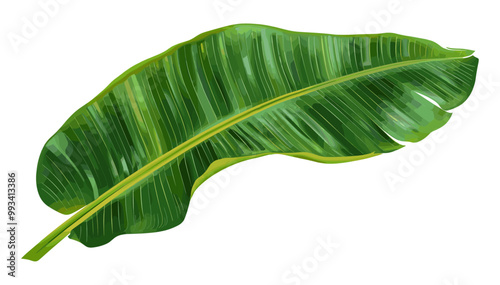 Green banana tree leaf, tropical banana foliage in rainforest vector illustration, exotic jungle plant leaves, isolated on transparent background