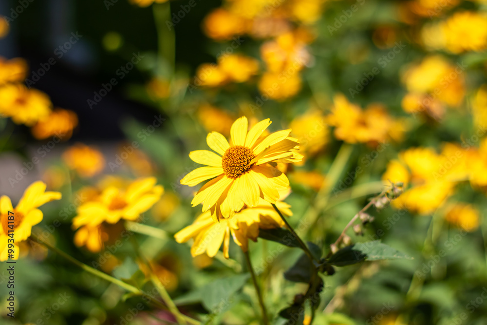 A beautiful bunch of vibrant yellow flowers are growing in a lovely garden A beautiful bunch of vibrant yellow flowers are growing in a lovely garden
