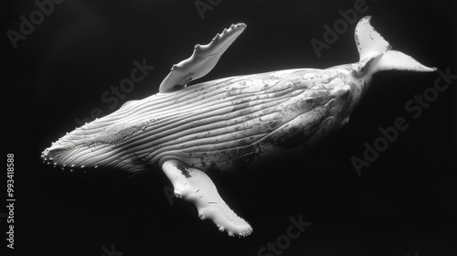 White whale on black isolated background. Huge marine animal photo