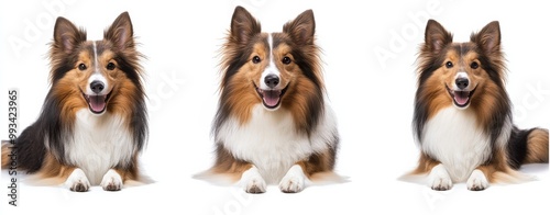 dog isolated white background