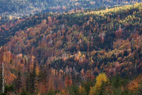 Wallpaper Mural Colorful, autumn forest in the mountains Torontodigital.ca