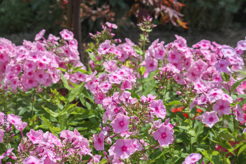 small and pink flowers form a large bush in the garden
small and pink flowers form a large bush in the garden