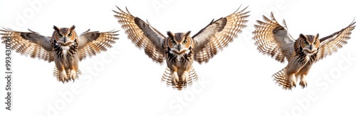 owl isolated white background