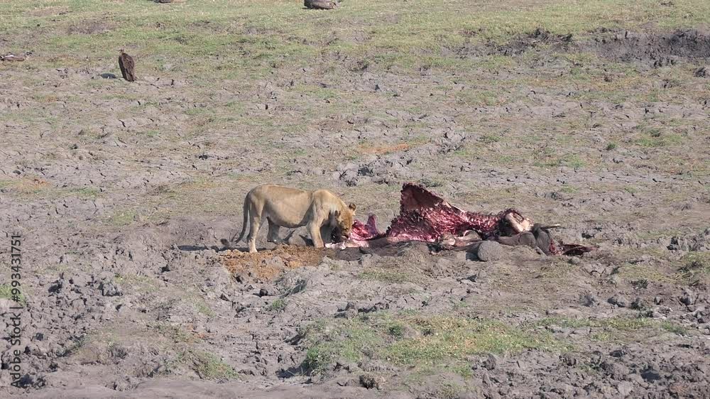 Löwin isst die Reste eines toten Elefanten im Chobe Nationalpark, Botswana Löwin isst die Reste eines toten Elefanten im Chobe Nationalpark, Botswana