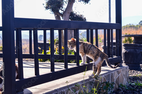 The kitten has three-colored fur, similar to the mother cat. The kitten is playing. The kitten is between the fences.