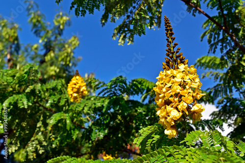 Sibipiruna flowers (Cenostigma pluviosum or Caesalpinia pluviosa) in Rio de Janeiro photo