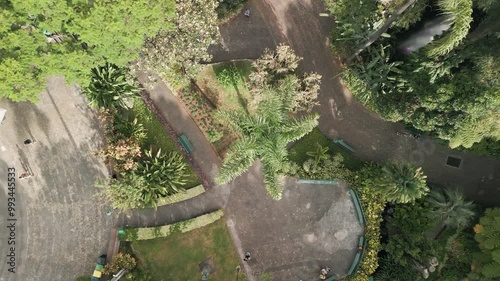 Start from a palm tree. Top down view of the city park in Funchal, the capital city of Madeira Island, Portugal. Aerial drone video.