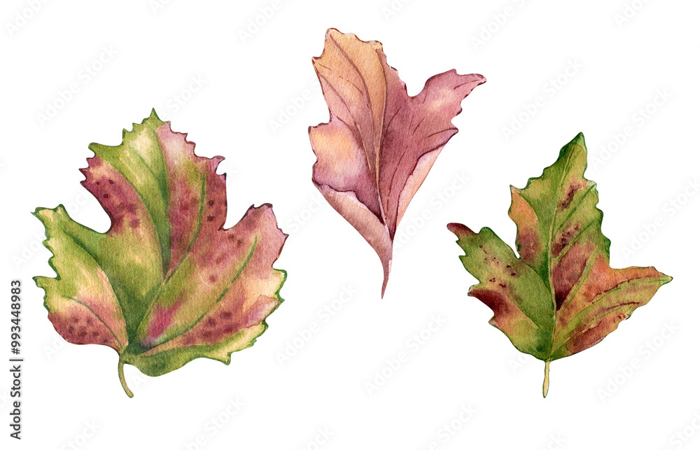 Leaves of viburnum tree watercolor illustration isolated. Red pink fall leaves of maple, hawthorn hand drawn in botanical sketch. Colorful foliage set painted for design autumn holiday season. Leaves of viburnum tree watercolor illustration isolated. Red pink fall leaves of maple, hawthorn hand drawn in botanical sketch. Colorful foliage set painted for design autumn holiday season.