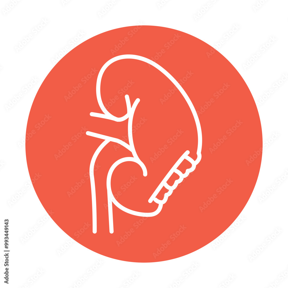 Obraz premium Nephrectomy black line icon. Operations on the abdominal cavity.