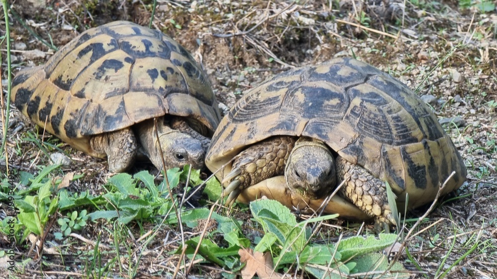 tortoise tortoises in the nature two moving in greece tortoise tortoises in the nature two moving in greece